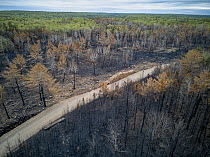 Burned industrial logging area, Nova Scotia, Canada