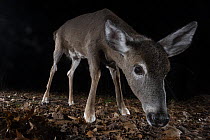 White-tailed Deer (Odocoileus virginianus) at night, Farmington, Connecticut