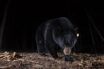 Black Bear (Ursus americanus) at night, Farmington, Connecticut