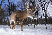 White-tailed Deer (Odocoileus virginianus) in winter forest, Farmington, Connecticut
