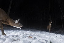 White-tailed Deer (Odocoileus virginianus) female calling at male at night in winter, Farmington, Connecticut