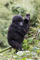 Mountain Gorilla (Gorilla gorilla beringei) juvenile clapping hands, Parc National Des Volcans, Rwanda
