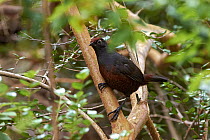Black-throated Huet-huet (Pteroptochos tarnii), Chubut, Patagonia, Argentina