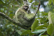 Brown-throated Three-toed Sloth (Bradypus variegatus) in tree showing fur covered in green algae, Pavones, Costa Rica
