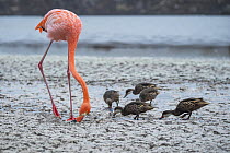 Greater Flamingo (Phoenicopterus ruber) and White-cheeked Pintails (Anas bahamensis) foraging, Punta Cormorant, Floreana Island, Galapagos Islands, Ecuador