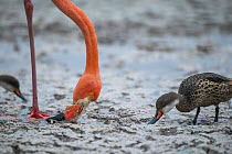 Greater Flamingo (Phoenicopterus ruber) and White-cheeked Pintail (Anas bahamensis) foraging, Punta Cormorant, Floreana Island, Galapagos Islands, Ecuador