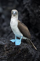 Blue-footed Booby (Sula nebouxii), Turtle Cove, Santa Cruz Island, Galapagos Islands, Ecuador