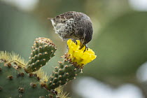 Common Cactus-Finch (Geospiza scandens) female feeding on cactus flower nectar, Puerto Ayora, Santa Cruz Island, Galapagos Islands, Ecuador