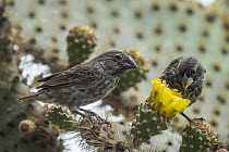 Medium Ground-Finch (Geospiza fortis) pair feeding on cactus flower nectar, Puerto Ayora, Santa Cruz Island, Galapagos Islands, Ecuador