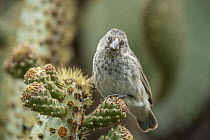 Medium Ground-Finch (Geospiza fortis) on cactus, Puerto Ayora, Santa Cruz Island, Galapagos Islands, Ecuador