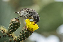 Medium Ground-Finch (Geospiza fortis) feeding on cactus flower nectar, Puerto Ayora, Santa Cruz Island, Galapagos Islands, Ecuador