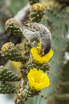 Medium Ground-Finch (Geospiza fortis) feeding on cactus flower nectar, Puerto Ayora, Santa Cruz Island, Galapagos Islands, Ecuador