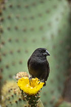 Medium Ground-Finch (Geospiza fortis) on cactus flower, Puerto Ayora, Santa Cruz Island, Galapagos Islands, Ecuador
