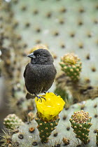 Small Ground-Finch (Geospiza fuliginosa) on cactus flower, Puerto Ayora, Santa Cruz Island, Galapagos Islands, Ecuador