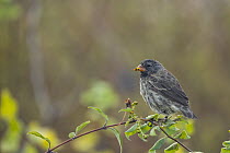 Small Ground-Finch (Geospiza fuliginosa), Puerto Egas, Santiago Island, Galapagos Islands, Ecuador