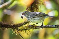 Vegetarian Finch (Platyspiza crassirostris) feeding on berries, Highlands, Santa Cruz Island, Galapagos Islands, Ecuador