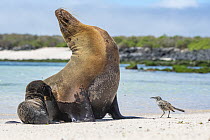 Hood Mockingbird (Nesomimus macdonaldi) investigating Galapagos Sea Lion (Zalophus wollebaeki) mother and pup, Punta Suarez, Espanola Island, Galapagos Islands, Ecuador