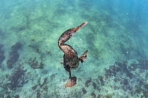Flightless Cormorant (Phalacrocorax harrisi) diving, Tagus Cove, Isabela Island, Galapagos Islands, Ecuador