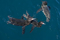 Galapagos Penguin (Spheniscus mendiculus) pair calling, Tagus Cove, Isabela Island, Galapagos Islands, Ecuador