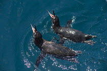 Galapagos Penguin (Spheniscus mendiculus) pair calling while swimming, Tagus Cove, Isabela Island, Galapagos Islands, Ecuador