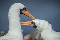 Nazca Booby (Sula granti) pair courting, Genovesa Island, Galapagos Islands, Ecuador