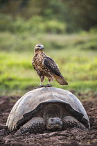 Galapagos Hawk (Buteo galapagoensis) on James Island Tortoise (Chelonoidis darwini), Santiago Island, Galapagos Islands, Ecuador