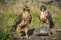 Galapagos Hawk (Buteo galapagoensis) pair with James Island Tortoise (Chelonoidis darwini) young, Santiago Island, Galapagos Islands, Ecuador