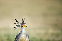 Secretary Bird (Sagittarius serpentarius), Kgalagadi Transfrontier Park, South Africa