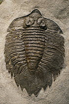 Trilobite fossil, Morocco