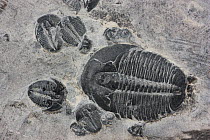 Trilobite fossils, Morocco