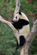 Giant Panda (Ailuropoda melanoleuca) young in tree, native to Asia