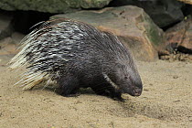 Indian Crested Porcupine (Hystrix indica), native to Asia