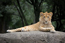 African Lion (Panthera leo) sub-adult male, native to Africa and Asia