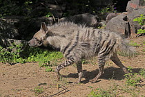 Striped Hyena (Hyaena hyaena) running, native to Africa
