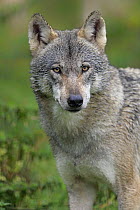 Wolf (Canis lupus), native in northern hemisphere
