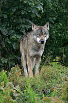 Wolf (Canis lupus), native in northern hemisphere