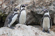 Humboldt Penguin (Spheniscus humboldti) with net around its neck, Guanape Islands, Peru