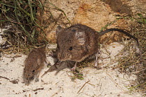 Round-eared Elephant Shrew (Macroscelides proboscideus) mother and young, native to Africa