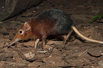 Black-and-rufous Elephant Shrew (Rhynchocyon petersi), native to Africa