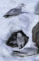 Southern Fulmar (Fulmarus glacialoides) group, Antarctica