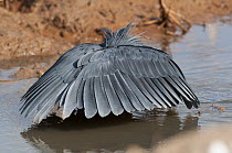 Black Heron (Egretta ardesiaca) hunting by creating shade with its wings, Abuko Nature Reserve, Gambia