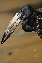 African Open-bill Stork (Anastomus lamelligerus), native to Africa