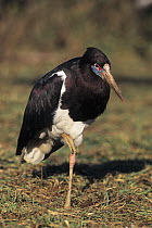 Abdim's Stork (Ciconia abdimii), native to Africa