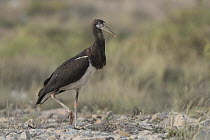 Abdim's Stork (Ciconia abdimii), Oman
