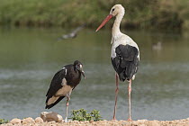Abdim's Stork (Ciconia abdimii) and White Stork (Ciconia ciconia), Oman