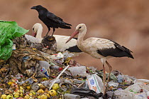 White Stork (Ciconia ciconia) group and Common Raven (Corvus corax) foraging at garbage dump, Morocco