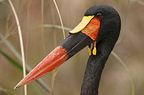 Saddle-billed Stork (Ephippiorhynchus senegalensis), native to Africa