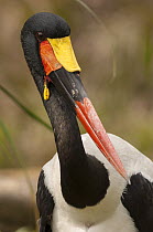 Saddle-billed Stork (Ephippiorhynchus senegalensis), native to Africa
