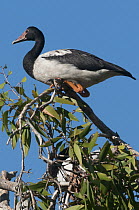Magpie Goose (Anseranas semipalmata), Musgrave, Queensland, Australia