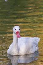 Coscoroba Swan (Coscoroba coscoroba), Germany